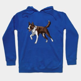 Smooth Coated Border Collie Dog | Chocolate and White Hoodie